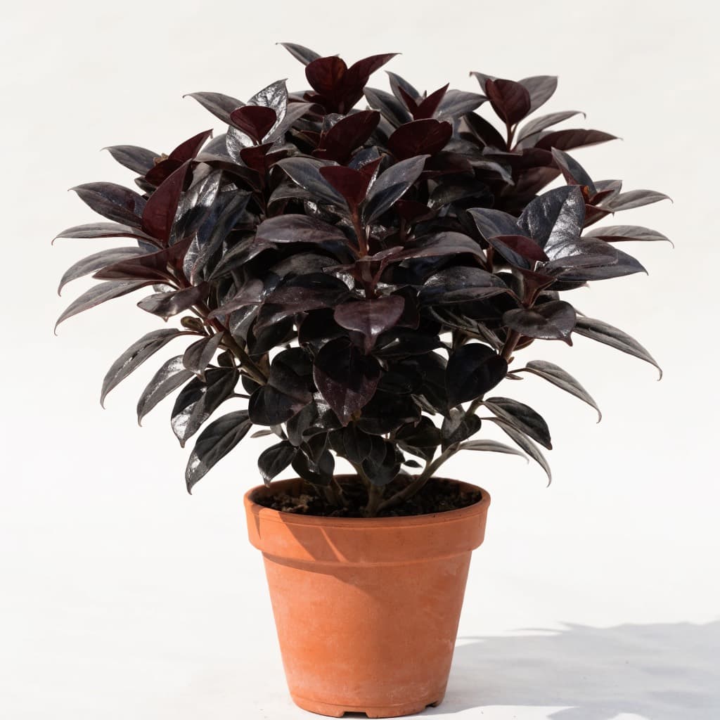 Red Pseuderanthemum