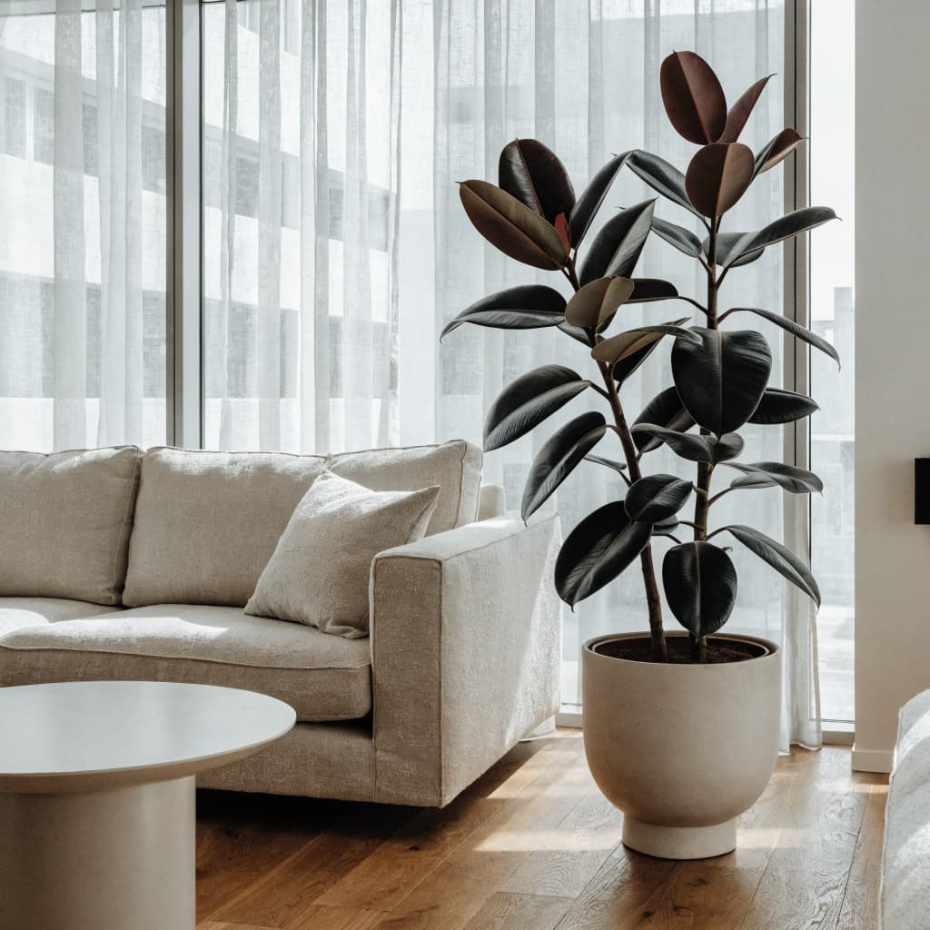 Rubber Plant styled in a warm UAE home