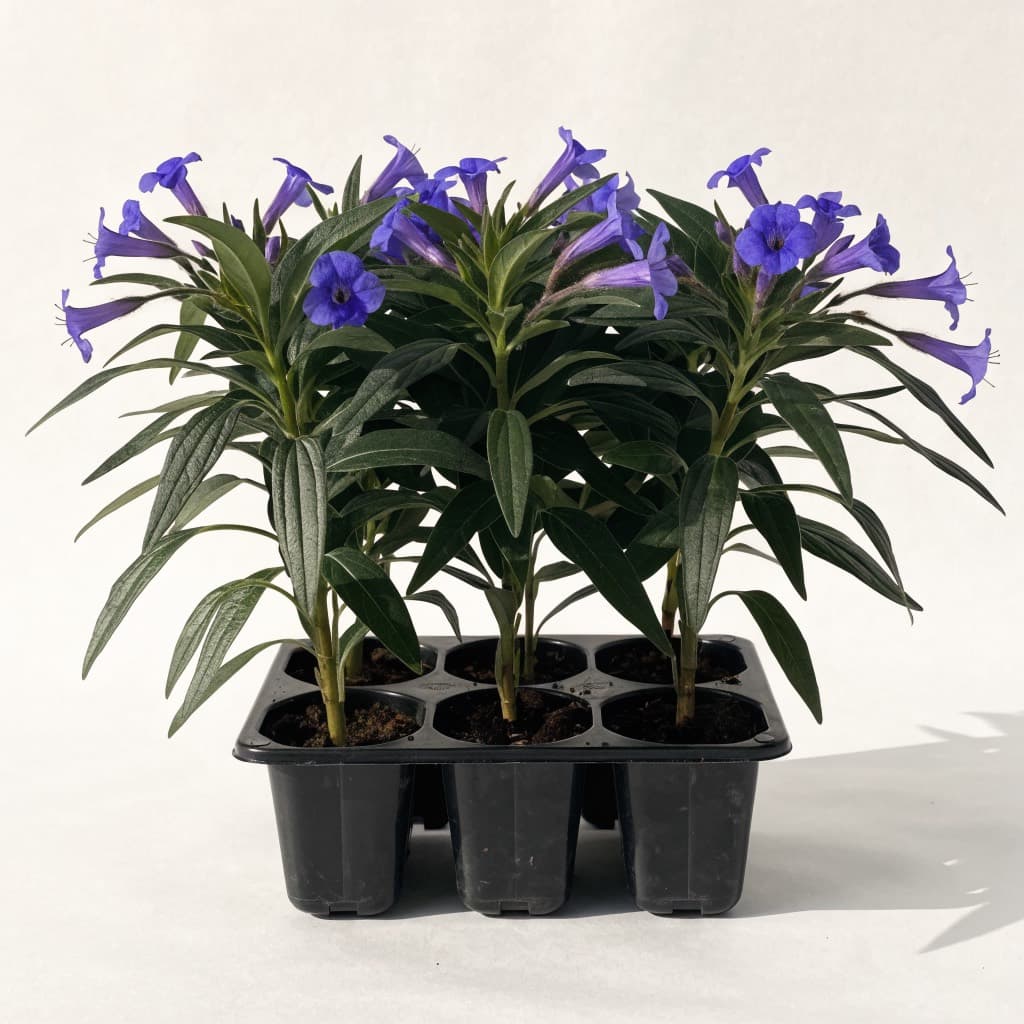 Ruellia Blue Tray — 6 Plants