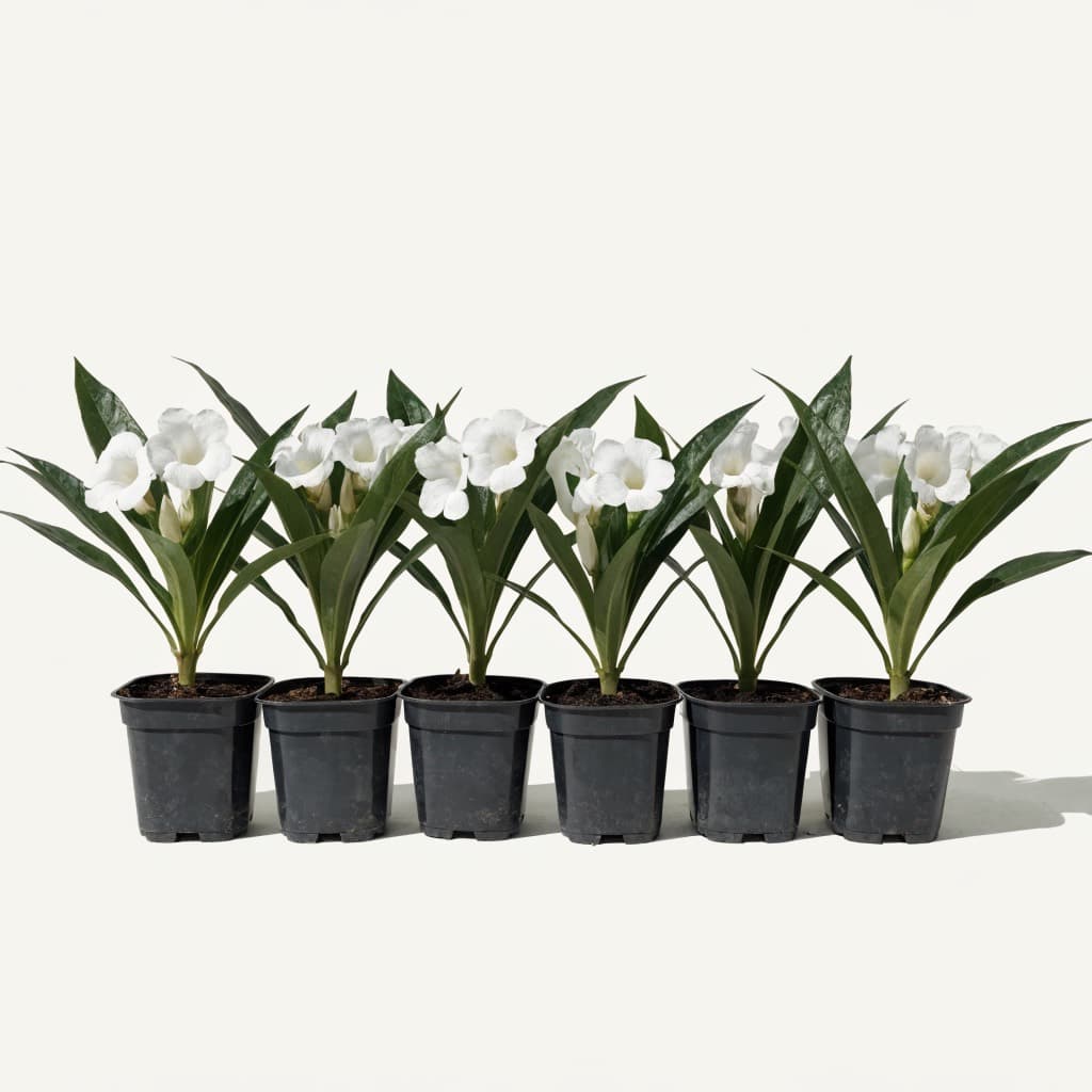 صينية الرويليا البيضاء — 6 نباتات (Ruellia simplex 'Alba') في أصيص 12 سم