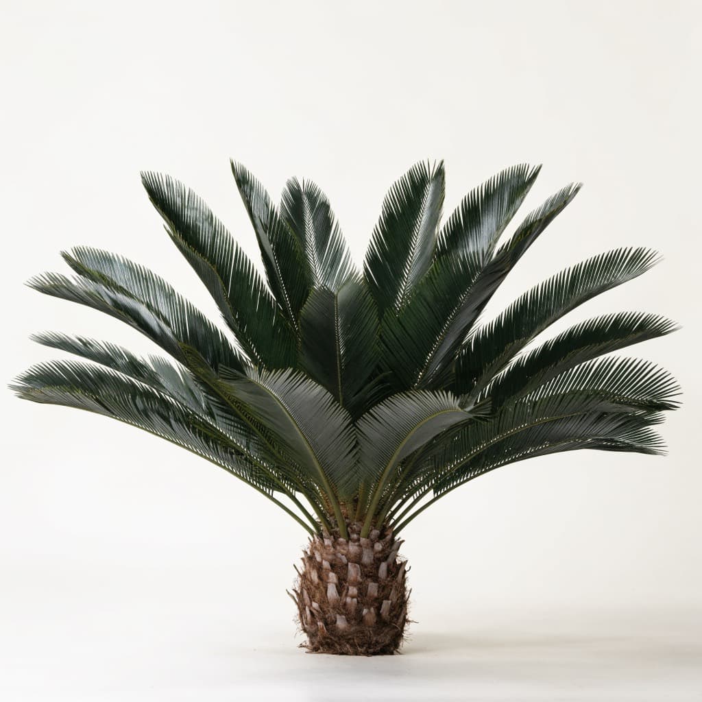 Sago Palm (Cycas Revoluta)
