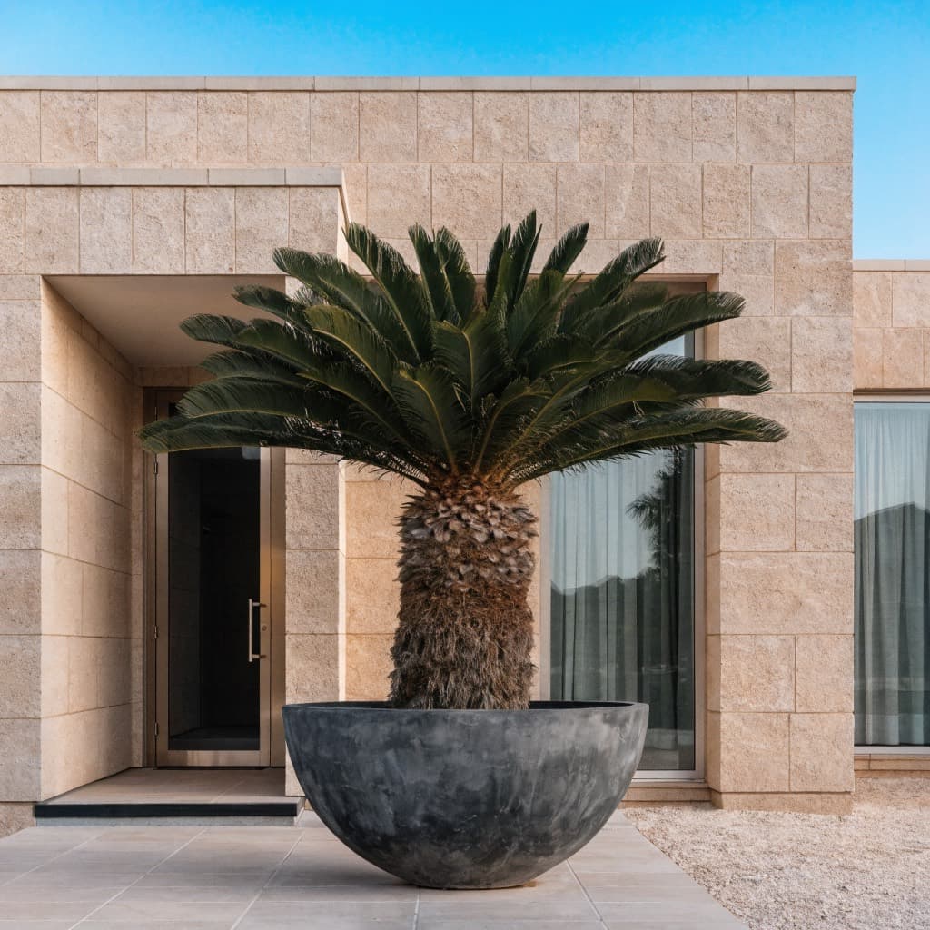 Sago Palm — Large 18Ltr styled in a warm UAE home
