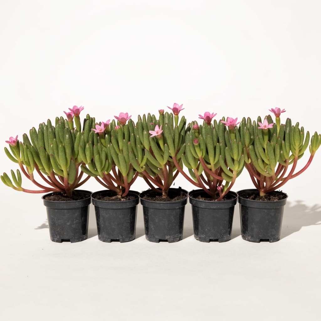Sea Purslane (Sesuvium) Tray — 6 Plants