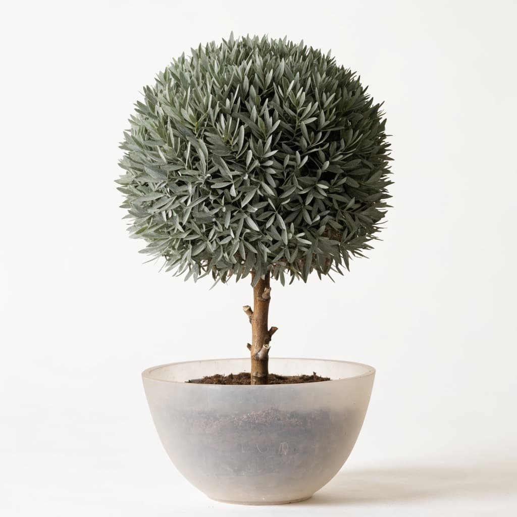 Silver Damas Ball (Conocarpus)