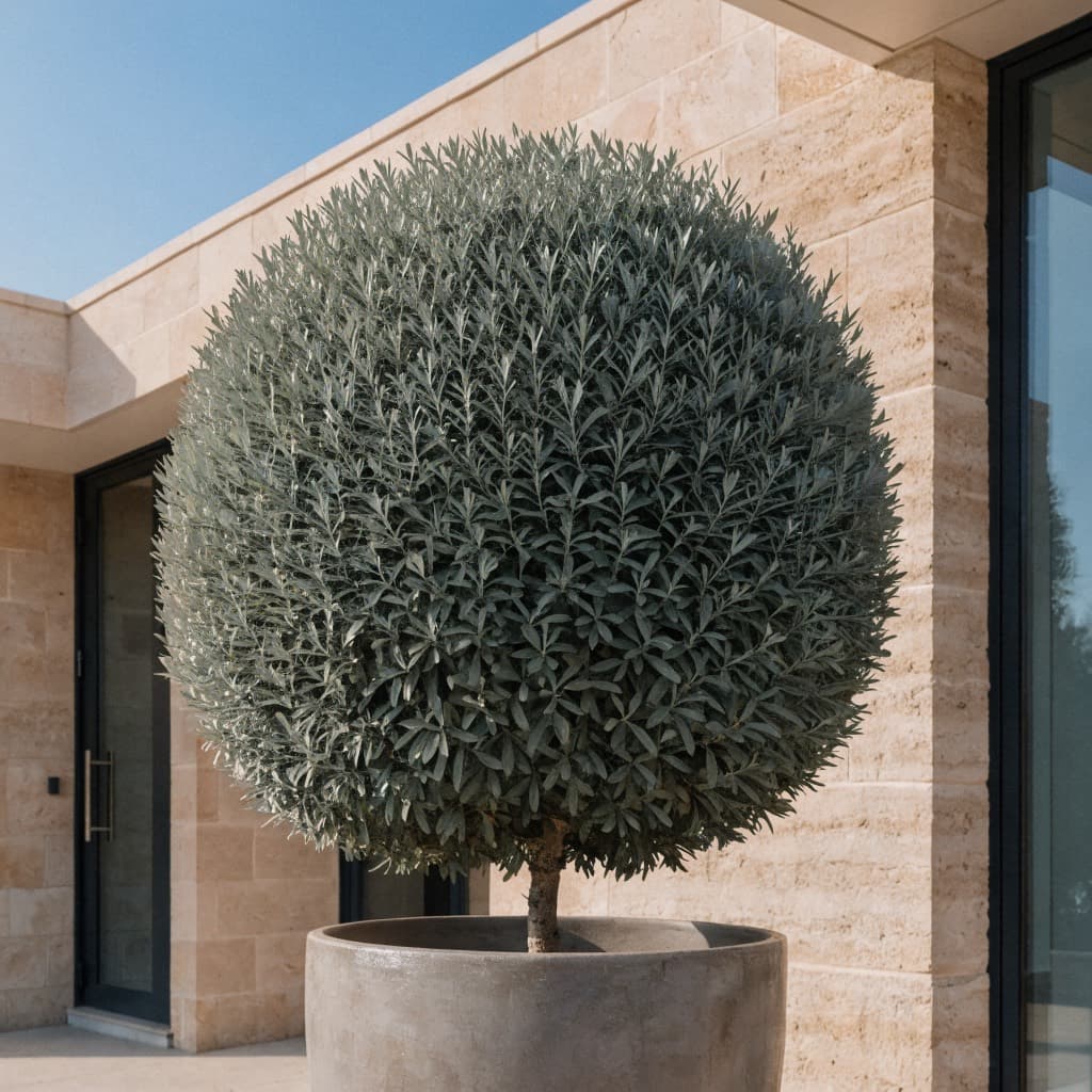 Silver Damas Ball (Conocarpus) styled in a warm UAE home