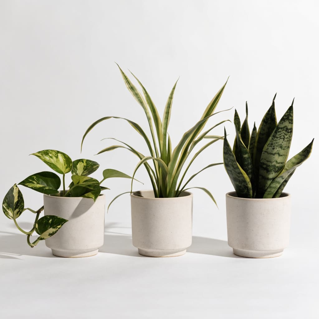 Small Beginner Set