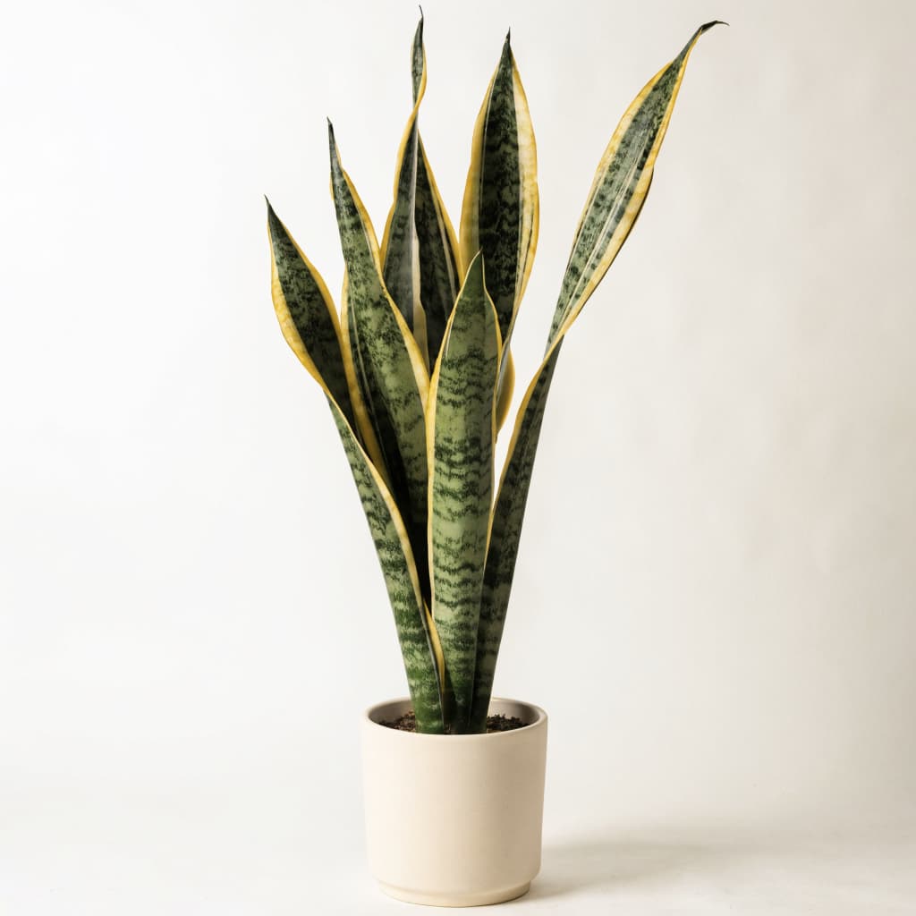 Snake Plant 'Laurentii'
