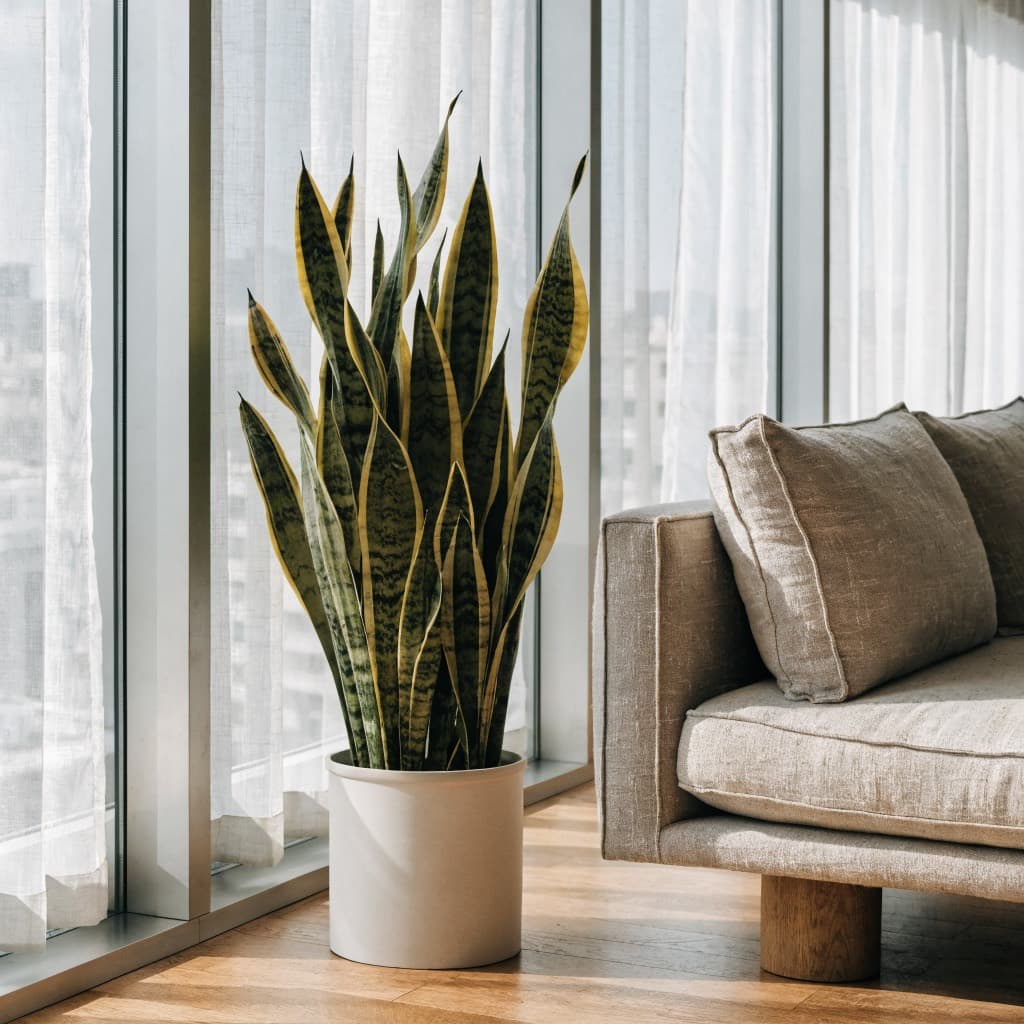 Snake Plant 'Laurentii' styled in a warm UAE home