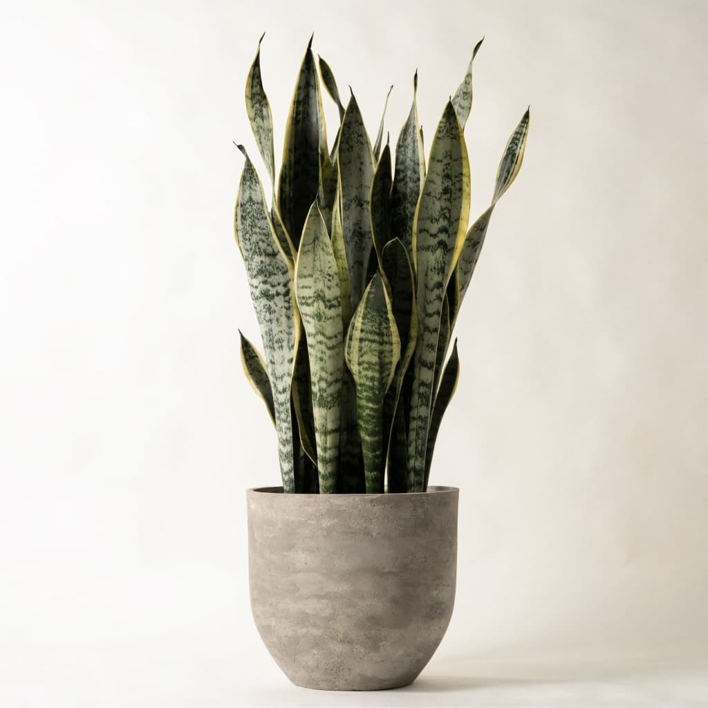 نبات الثعبان — حوض فايبر طويل (Sansevieria trifasciata) في أصيص 30 سم
