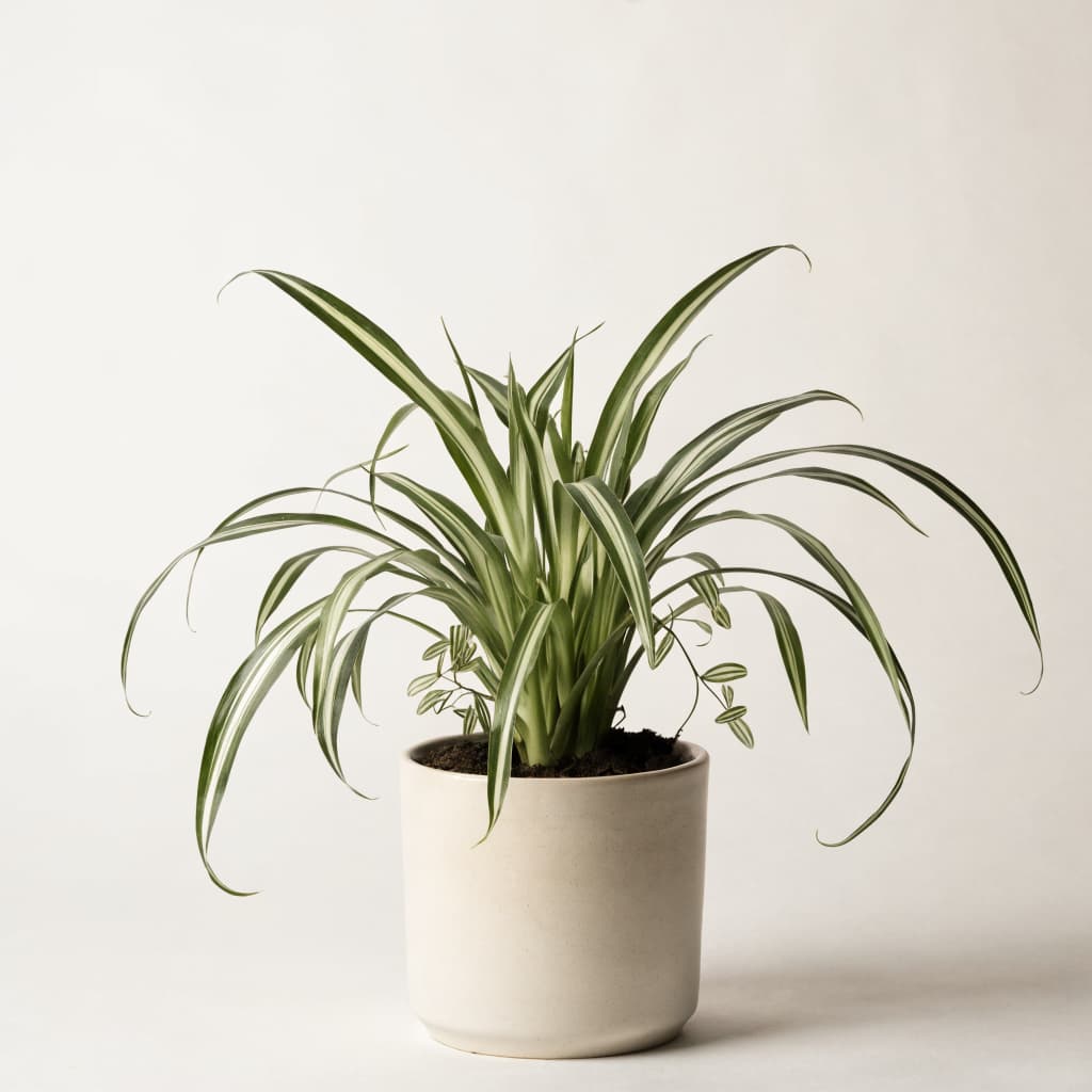 Spider Plant
