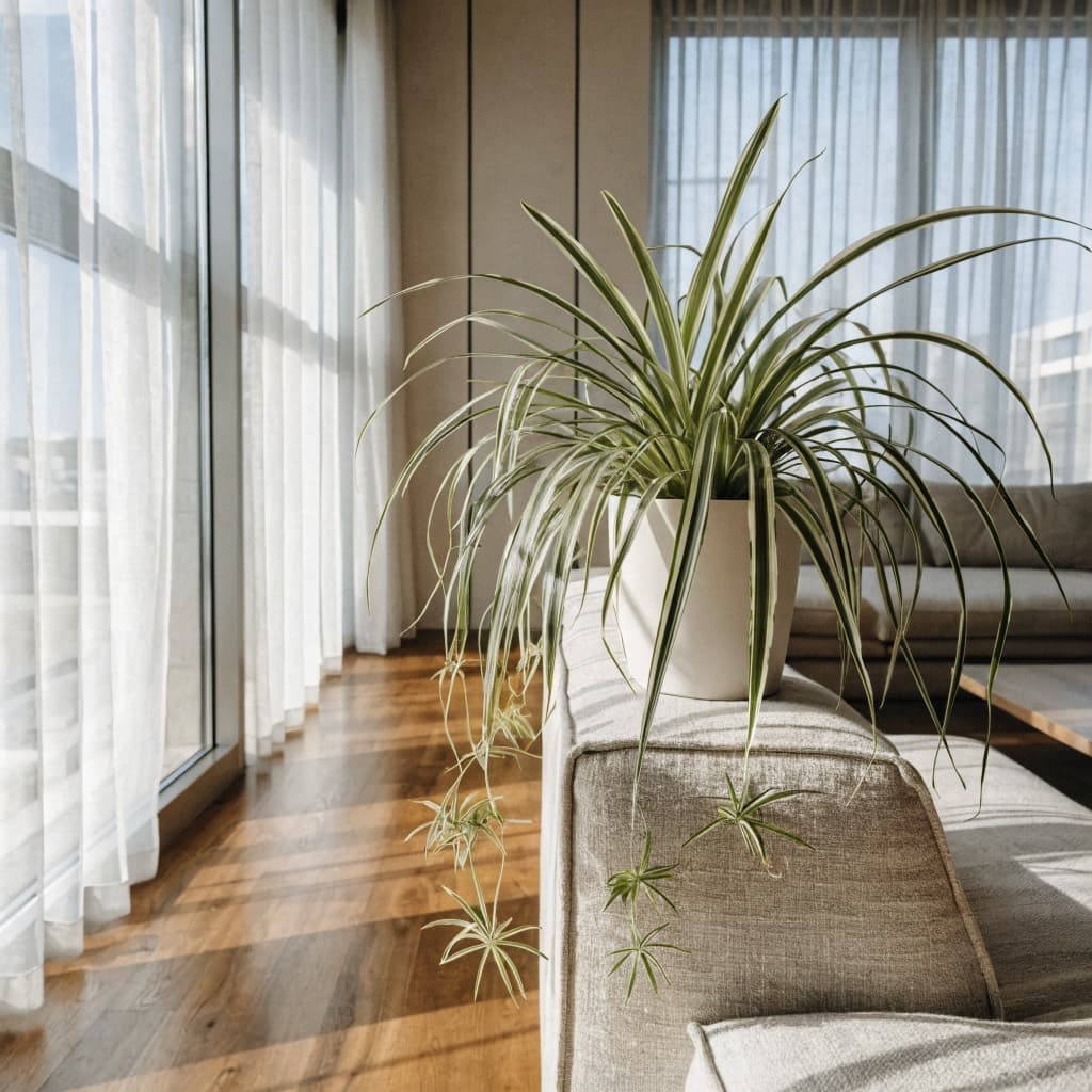 Spider Plant styled in a warm UAE home