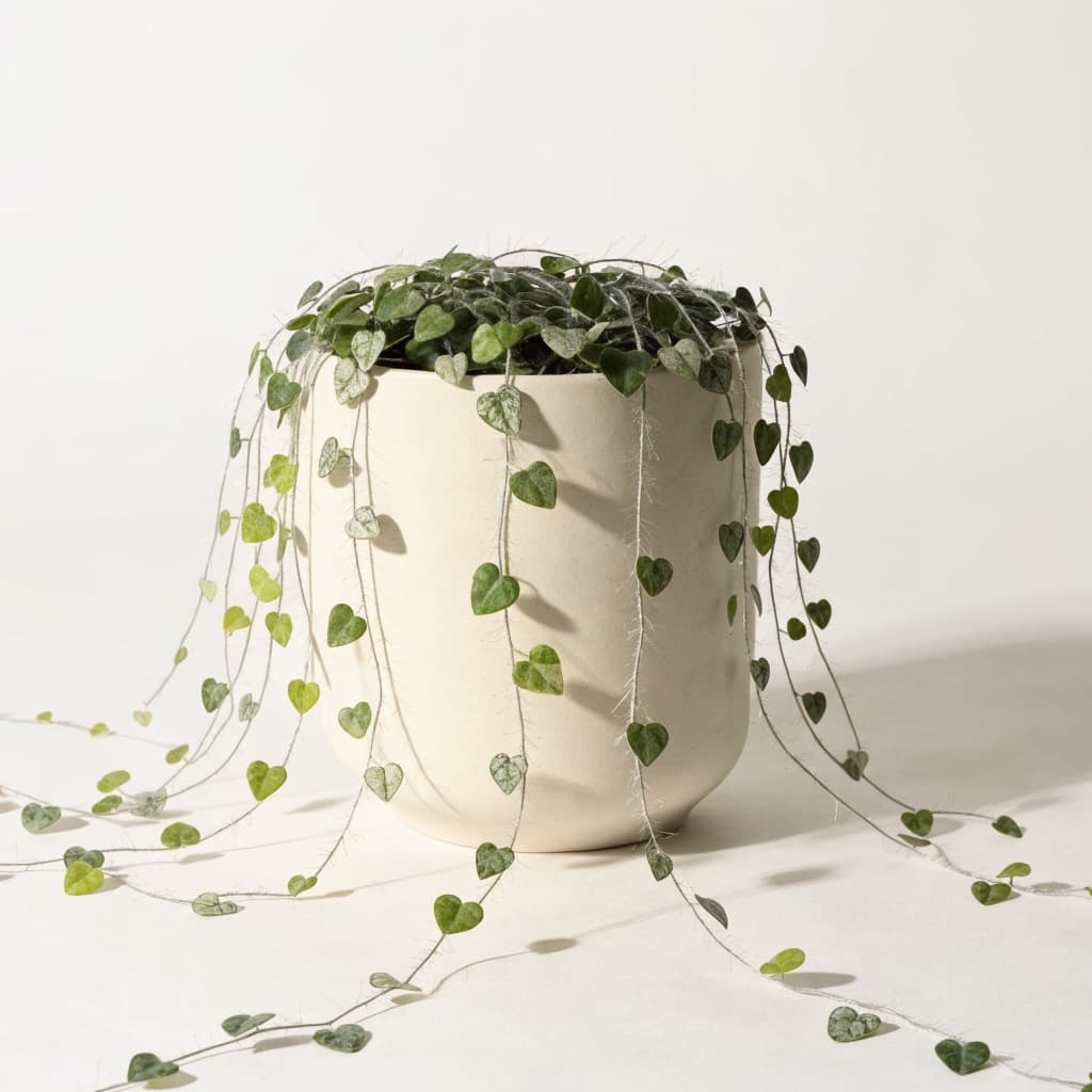 سلسلة القلوب (Ceropegia woodii) في أصيص 12 سم