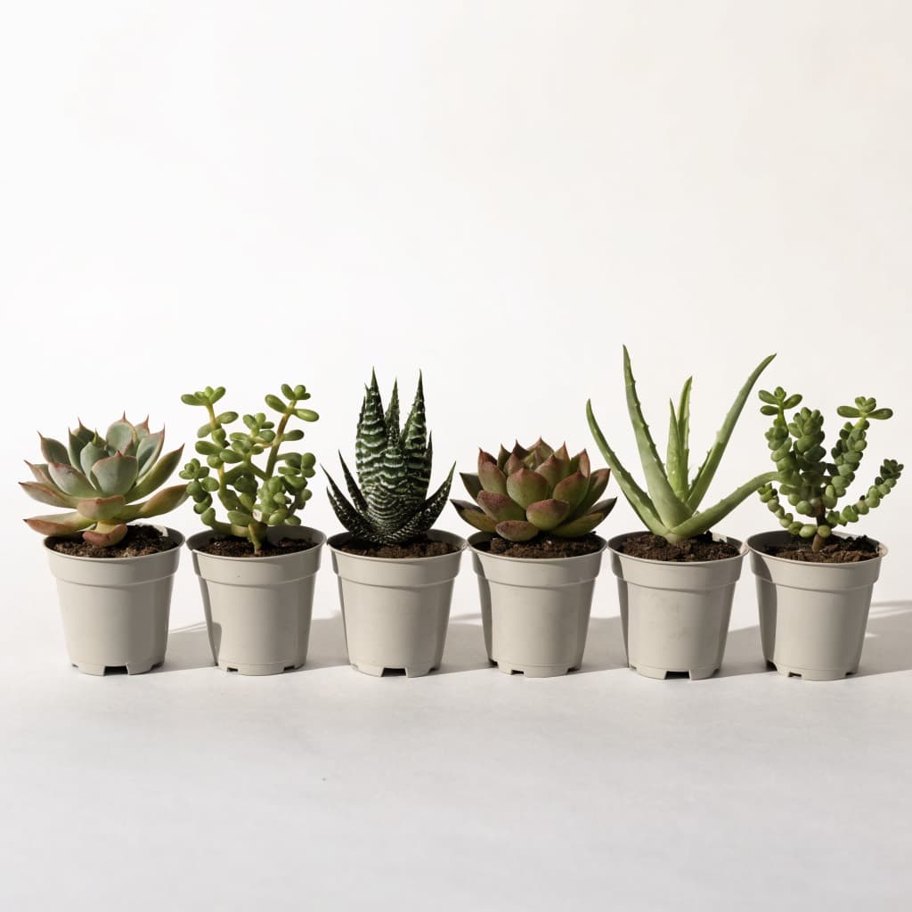Succulent 6-Pack