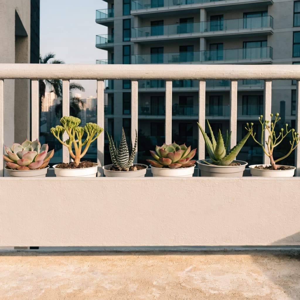 Succulent 6-Pack styled in a warm UAE home