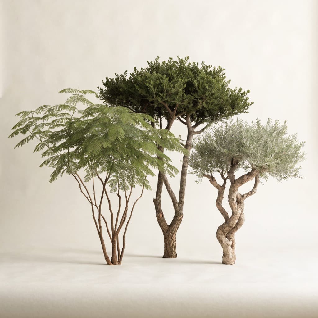 UAE Native Set