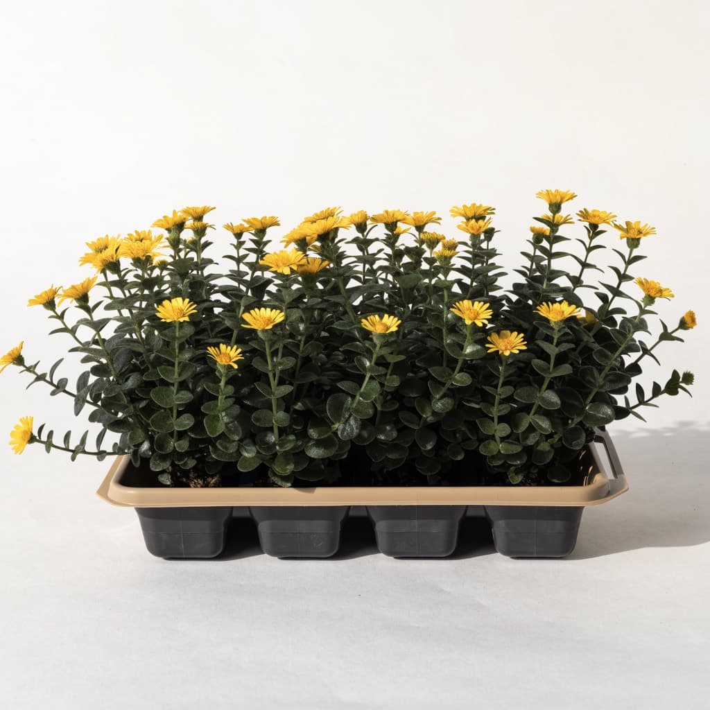 Wedelia Ground Cover — 6 Plants