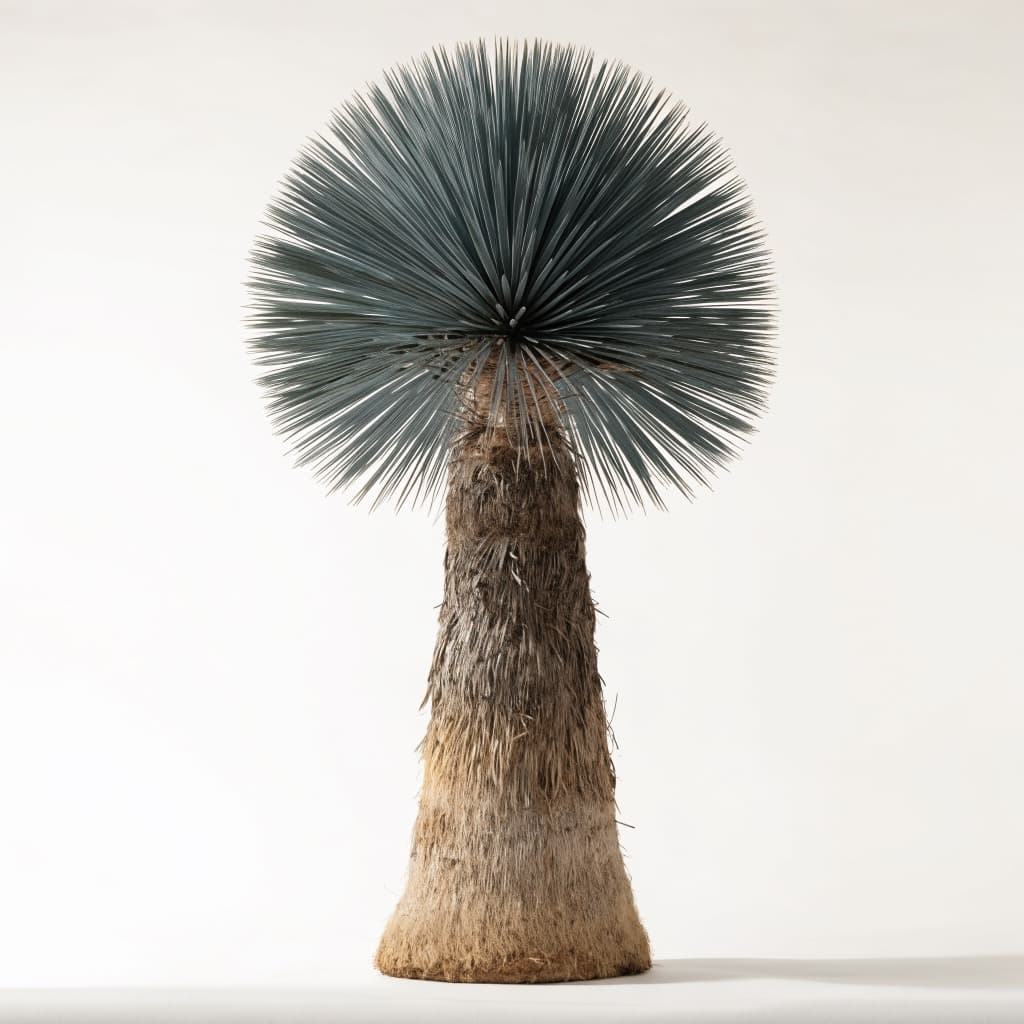 Yucca Rostrata — 120cm