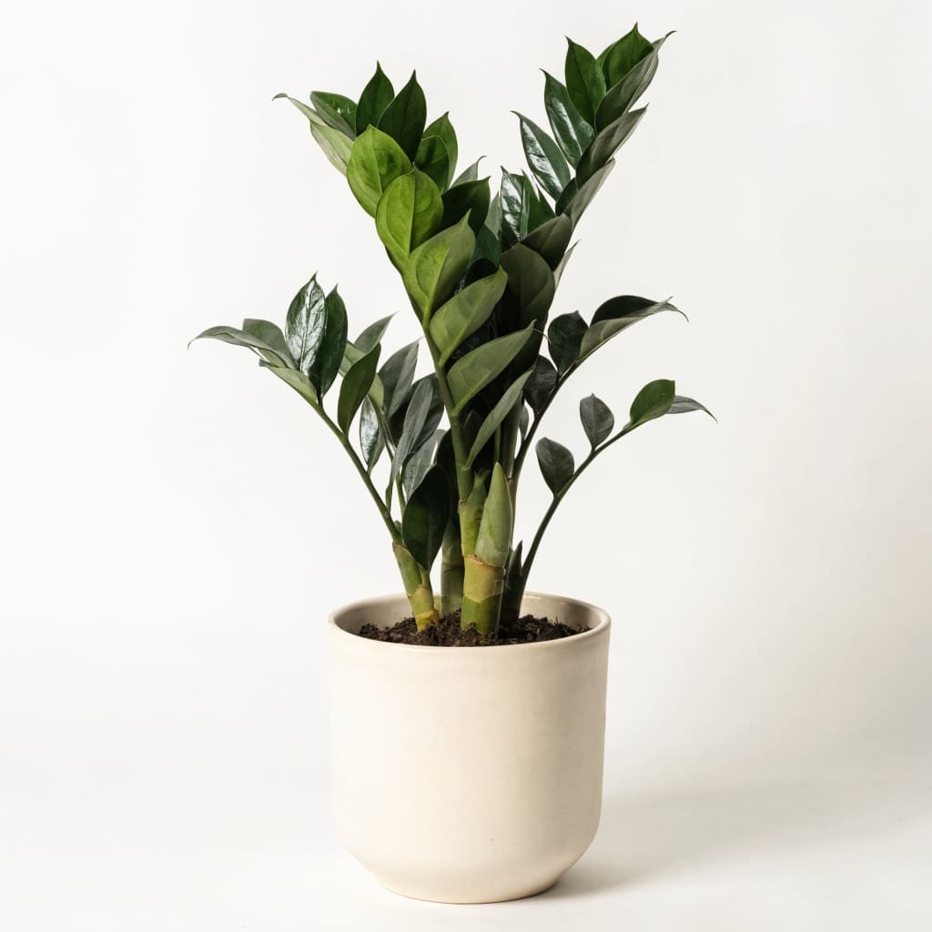 ZZ Plant