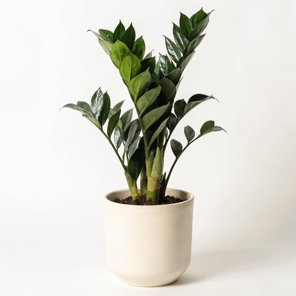 ZZ Plant