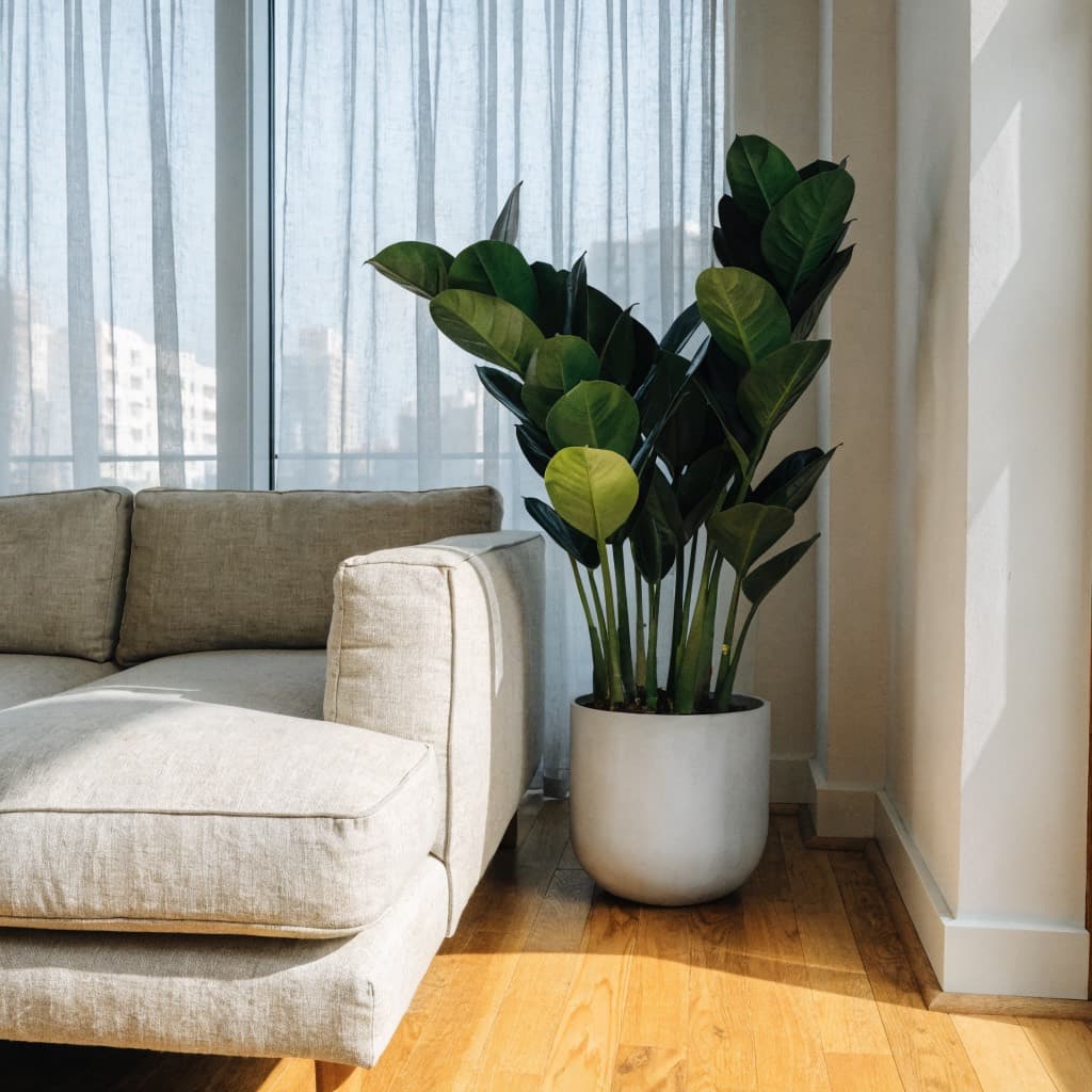ZZ Plant styled in a warm UAE home